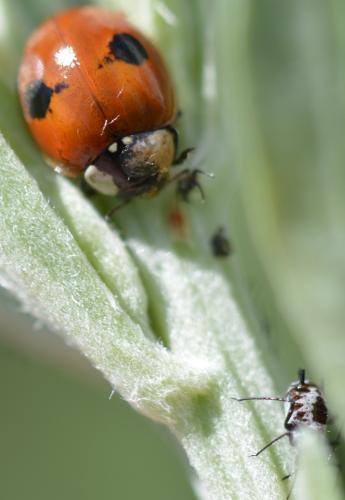 Réf. 266 378 : Adalia bipunctata